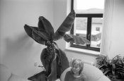Přednostův banánovník, Trstená, 2008